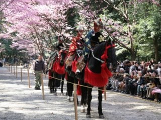 Yabusame under the cherry blossoms in full bloom in 2010